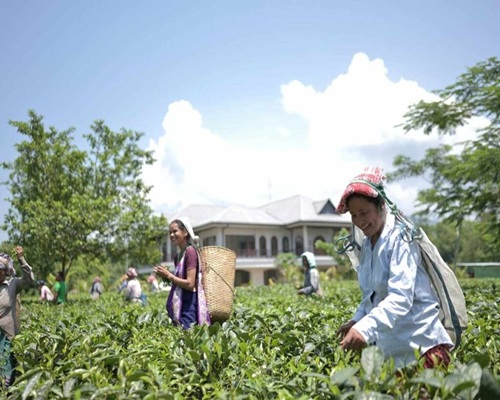 Tea Garden Experience near Vaani Greens Kaziranga