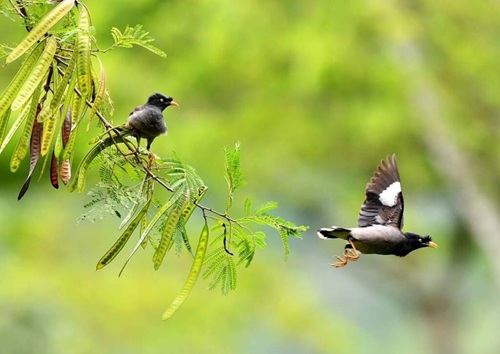Birding experience at Vaani Greens Kaziranga