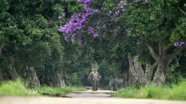 Vaani Greens Kaziranga resort experience and natural surroundings